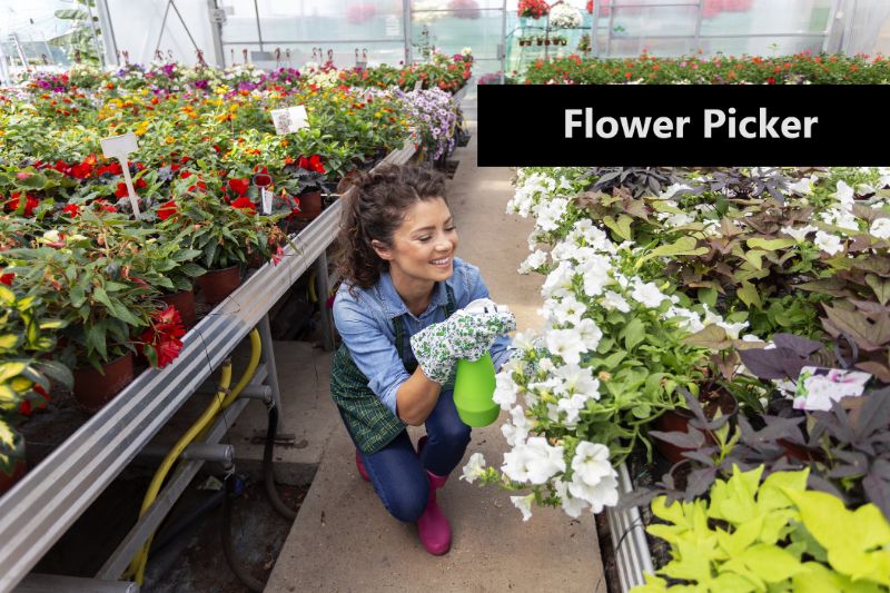Flower Picker - Blog - Work in the Netherlands